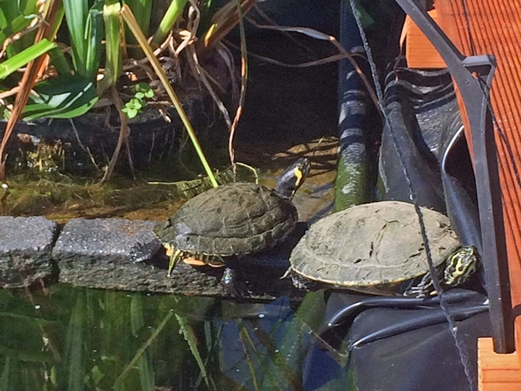 Schildkröten am Teichrand