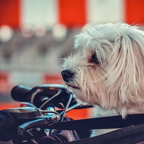 Ein Hund sitzt vorne am Fahrradkorb, seine treuen Augen voller Vorfreude auf das Abenteuer, das sie gemeinsam erwarten.