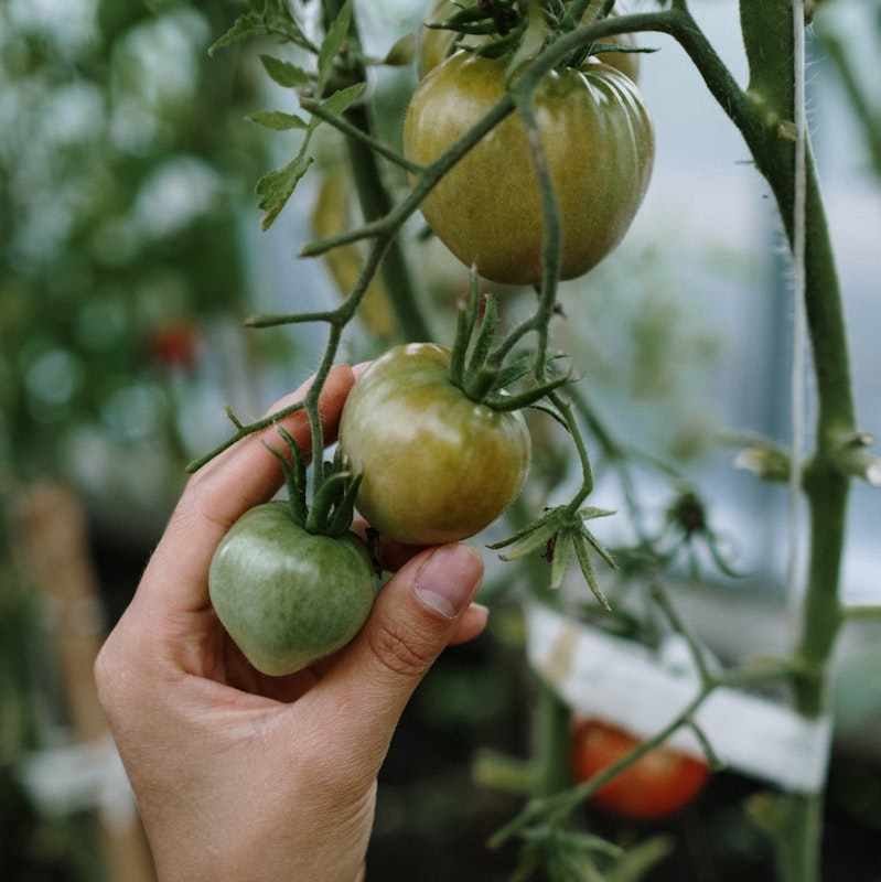 Tomatenglück  im Gewächshaus