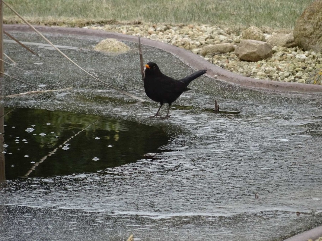 Vogel am zugeforenen Teich