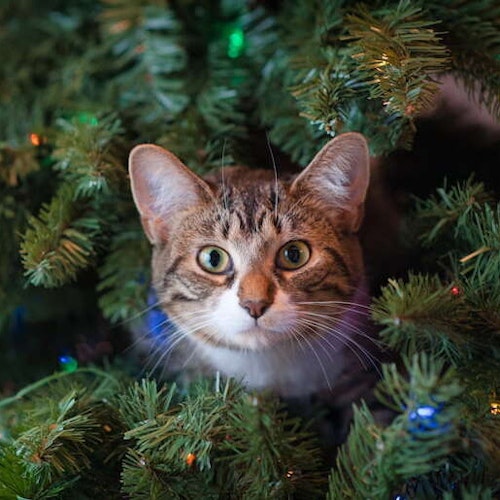 Mit Katze beruhigt und entspannt durch Weihnachten und Silvester