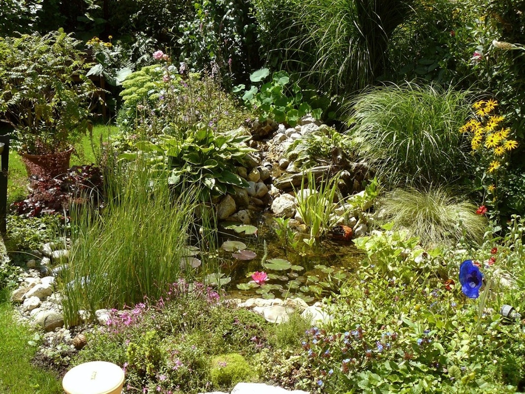 Teich mitten im Grünen: Viele Pflanzen und sattes Grün rund um den Teich.
