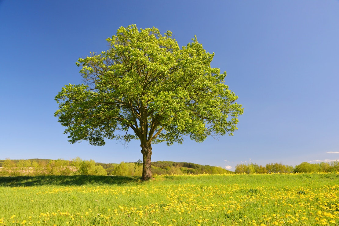 Ein Ahornbaum, der frei auf einer grünen Wiese steht