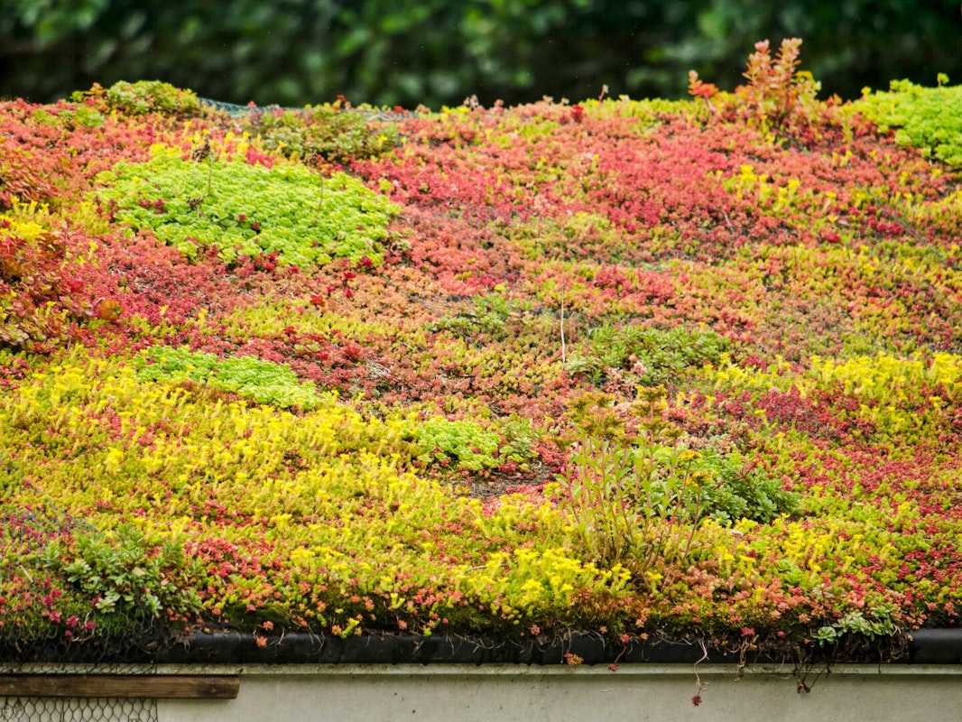 Sedum in verschiedenen Farben - leuchtende Rot- und Orangetöne Sedum in verschiedenen Farben - leuchtende Rot- und Orangetöne