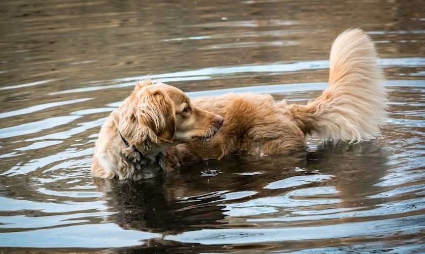 Wasserrute beim Hund: Symptome erkennen und behandeln