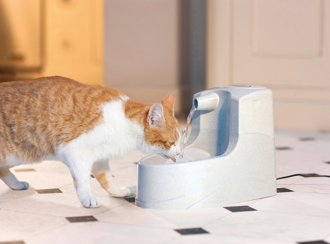Eine braun/weiße Katze trinkt neugierig aus einem Katzen Trinkbrunnen. Das plätschernde Wasser füllt die Schale, während die Katze konzentriert und zufrieden ihren Durst stillt.