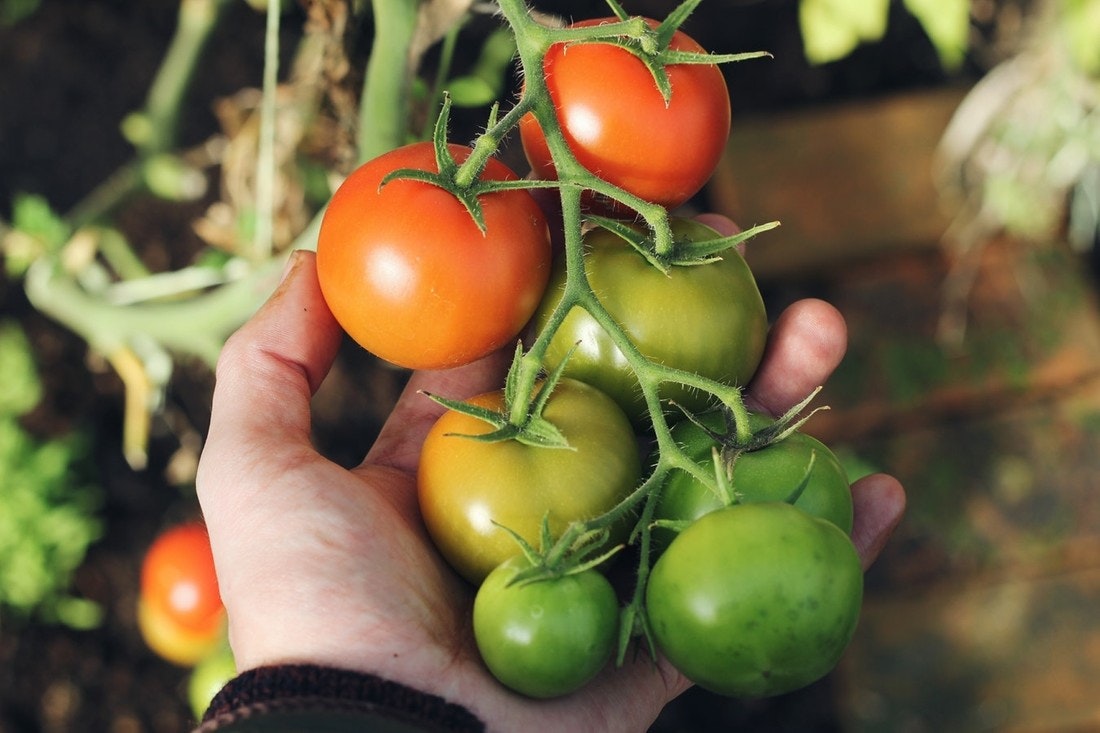 Viele Menschen züchten gerne eigene Tomaten in ihrem Garten