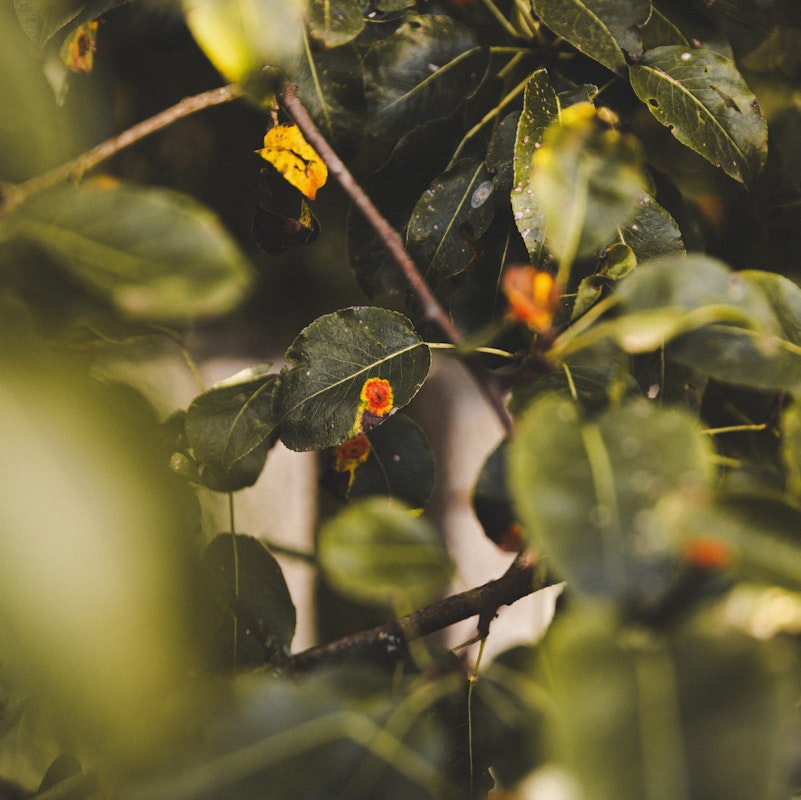 Herbst im Garten - Die richtige Zeit für einen Obstbaum-Schnitt