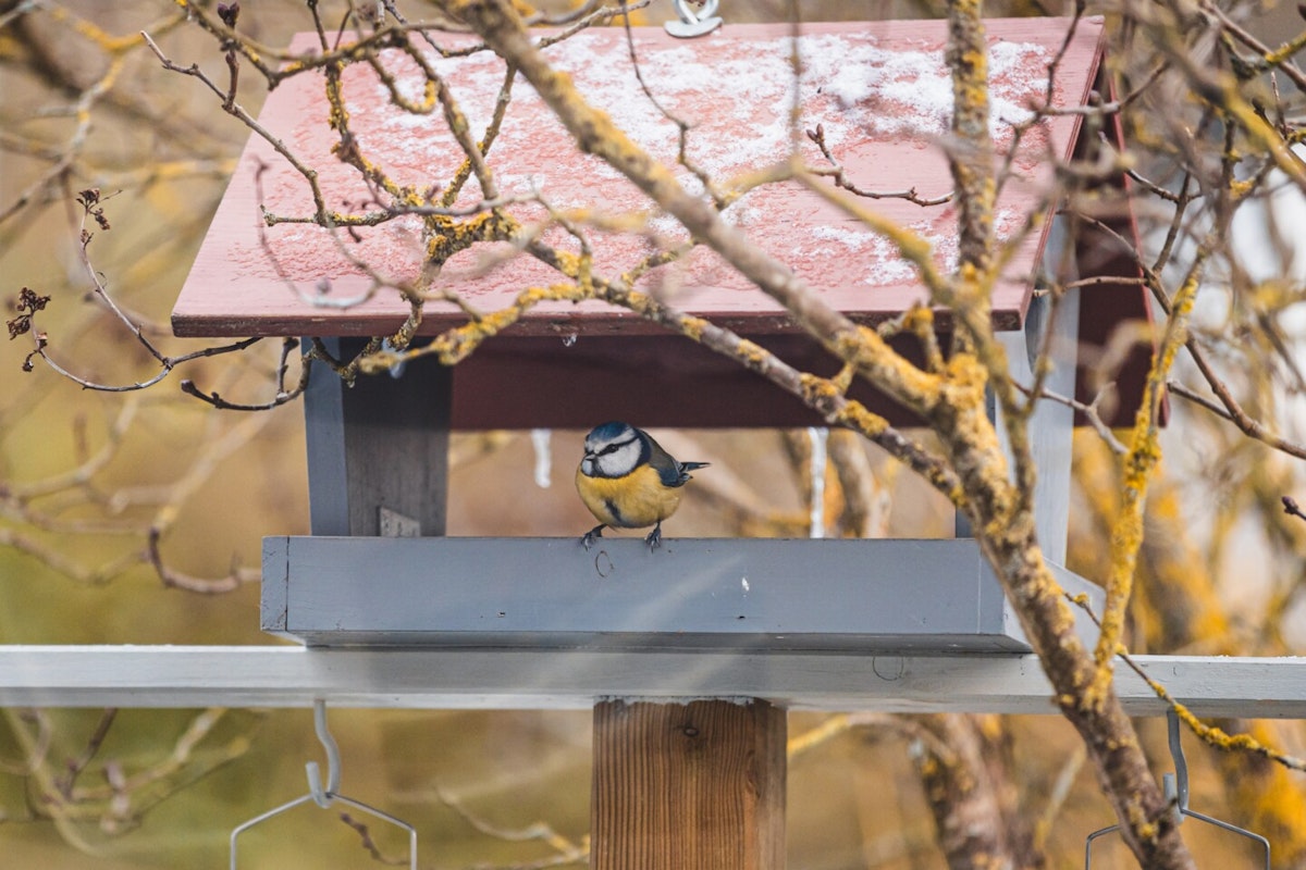 Meise im Vogelhäuschen Meise im Vogelhäuschen