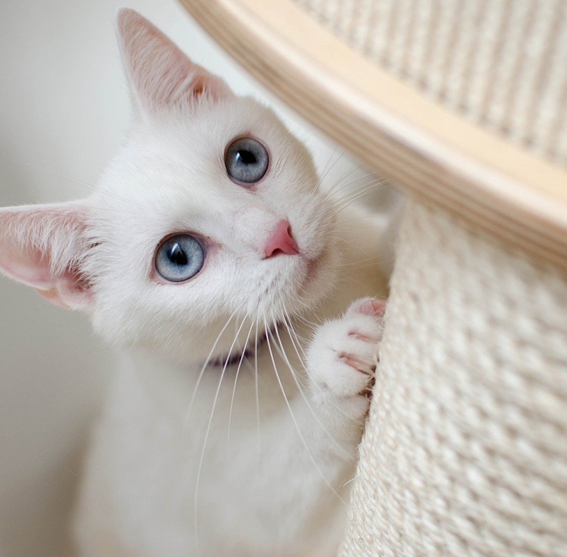 Eine weiße Katze klettert geschickt und elegant ihren Kratzbaum hoch. Ihre Pfoten greifen fest nach den verschiedenen Ebenen des Baumes