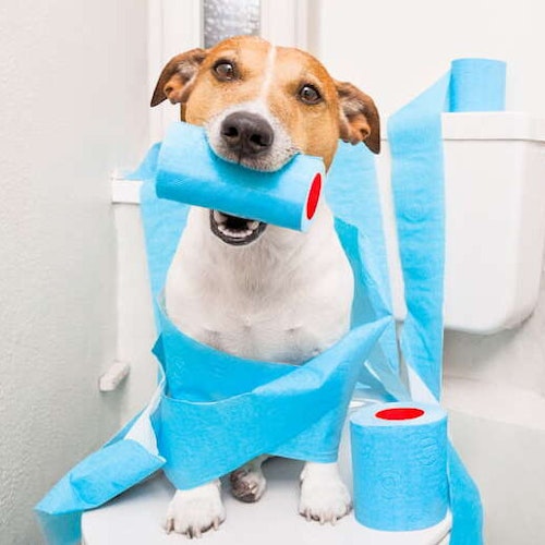 Hygiene im Haushalt mit Hund