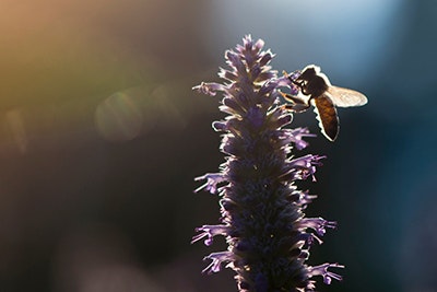 Biene auf Lavendel