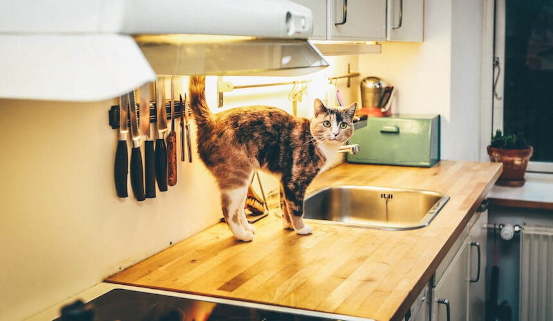 Katze auf Küchenarbeitsplatte gehüft