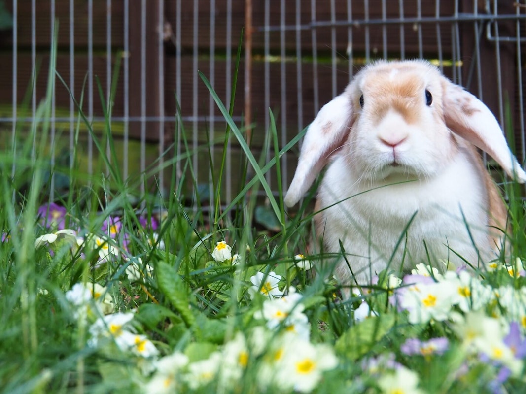 Osterhase in Sicht! Osterhase in Sicht!