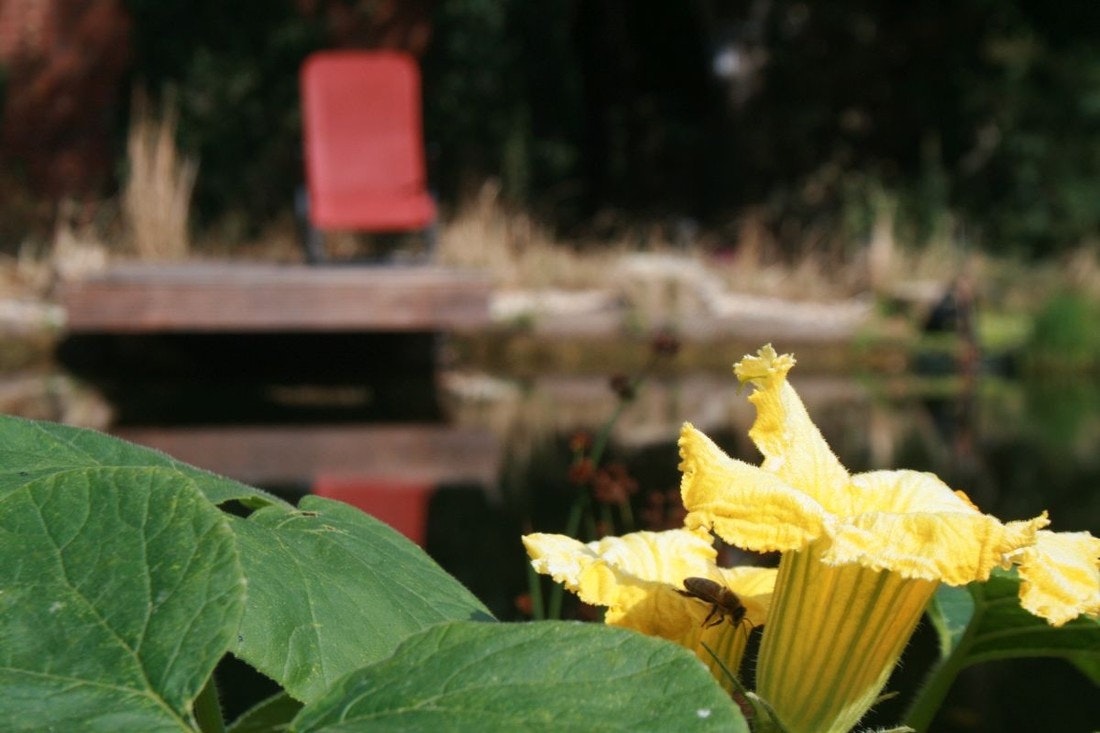 Gelbe Kürbisblüte am Teichrand mit Biene