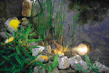 Teichbau Schritt 11: Wasserdichte LED-Strahler hüllen den Teich in den Abendstunden in ein schönes Licht.