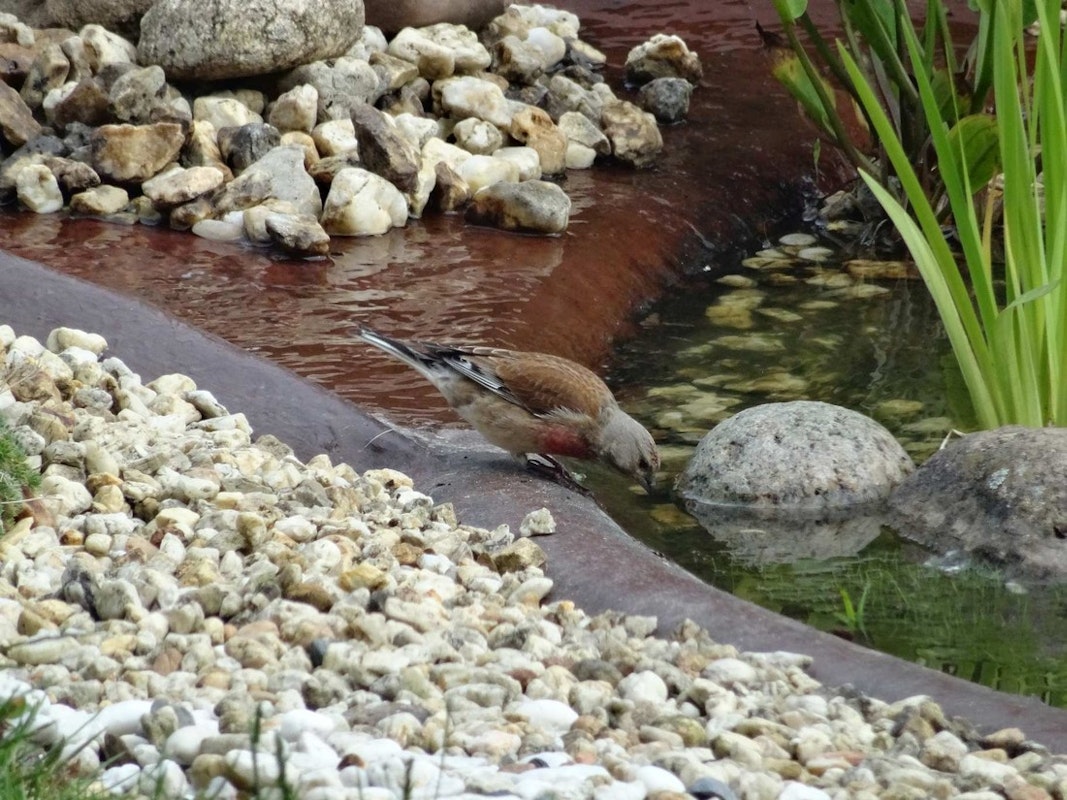 Vogel trinkt aus Teich