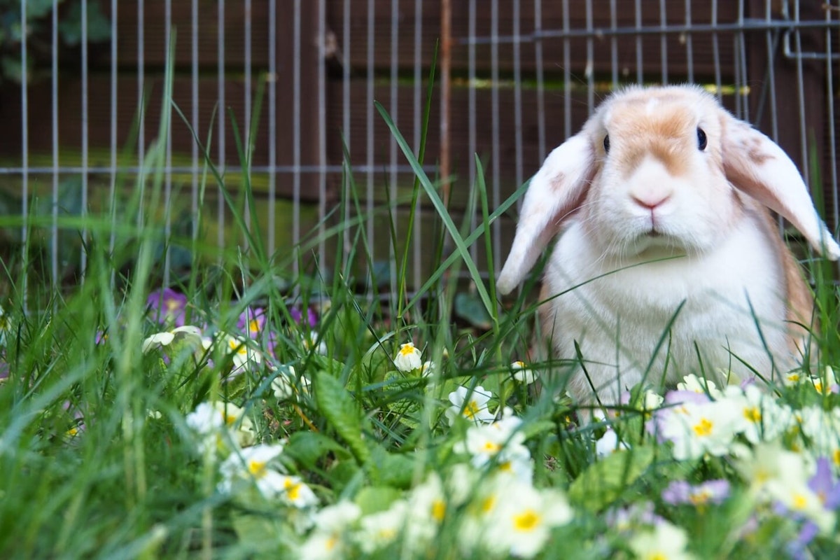 Hase im Garten Hase im Garten