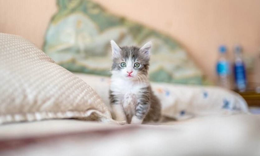 Mein erstes Katzenbaby – was Sie zur Eingewöhnung wissen sollten