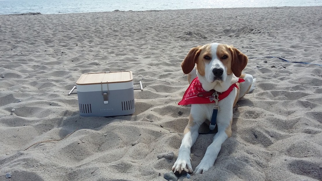 Der Everdure Cube Grill steht im Sand am Strand neben einem Hund mit rotem Halstuch