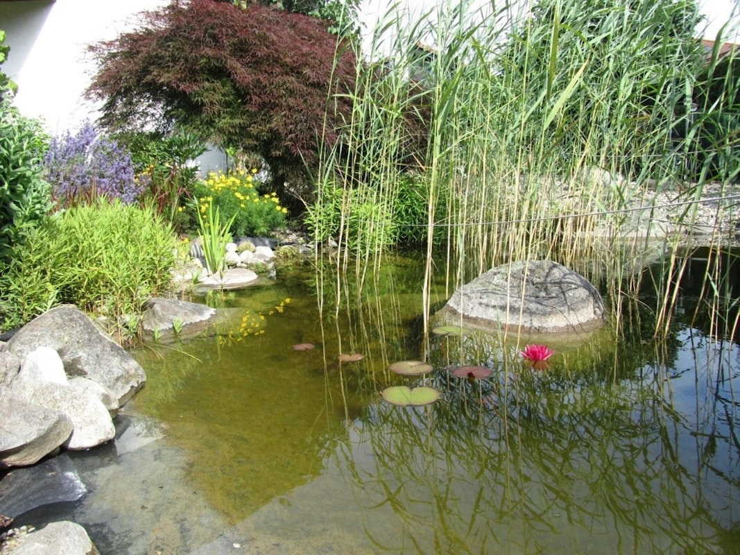 Teich mit Pflanzen