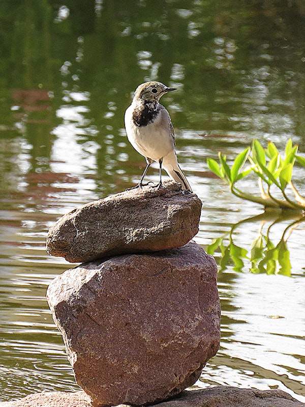 Bachstelze sitzt auf einem Steinturm am Teich