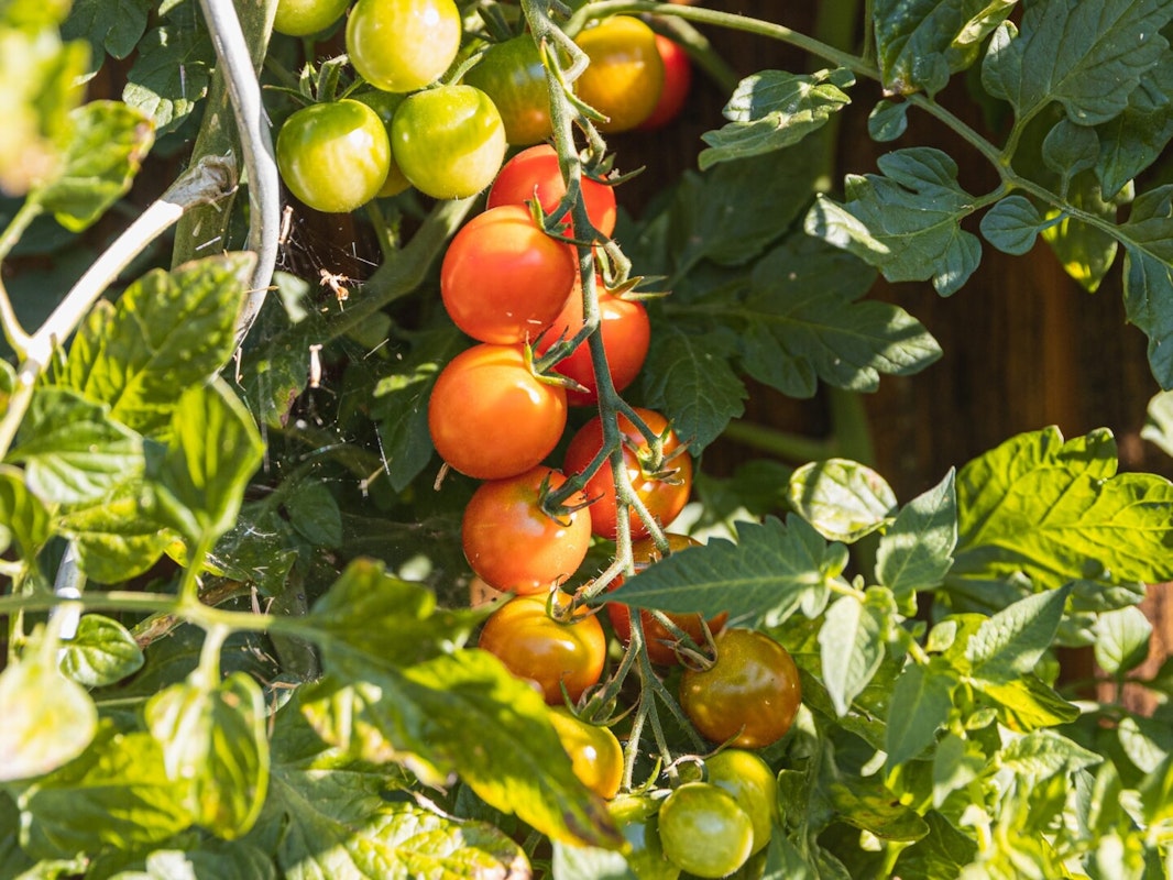 Tomatenglück im Sommer Tomatenglück im Sommer