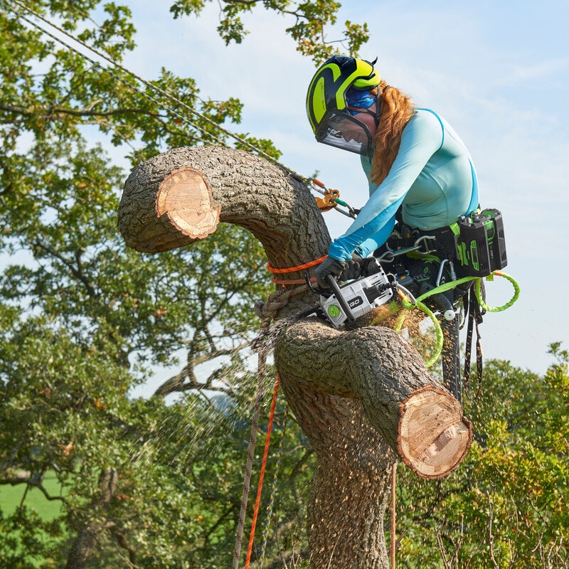 Professionelle Baumpflege erfordert nicht nur Schwindelfreiheit sondern auch die richtige Ausrüstung und eine ruhige Hand