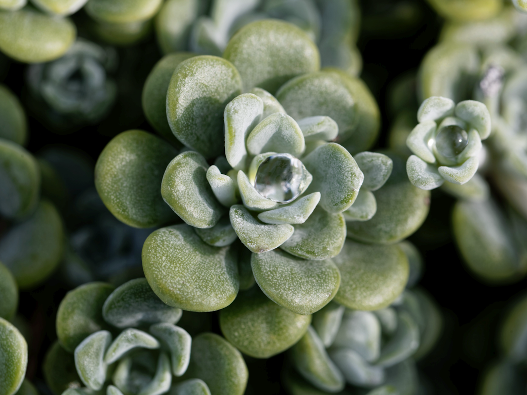 Sedum-Pflanzen - ideal für Begrünungen Sedum-Pflanzen - ideal für Begrünungen