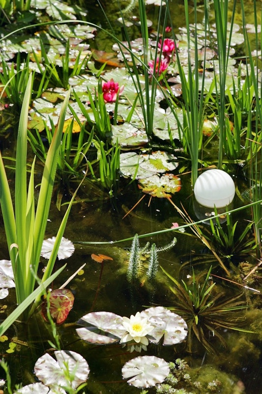 Viele Wasserpflanzen wachsen im Teich