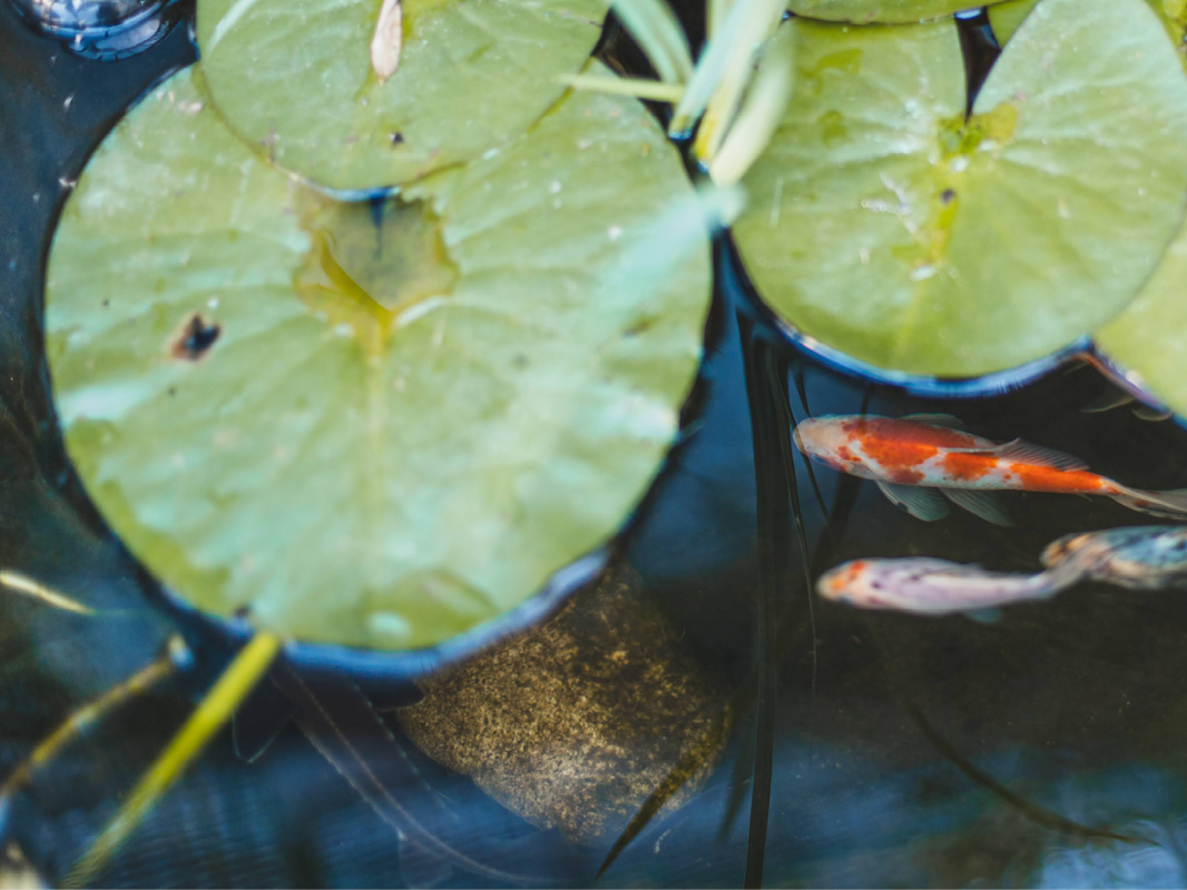 Fische dürfen nun in den Teich Fische dürfen nun in den Teich