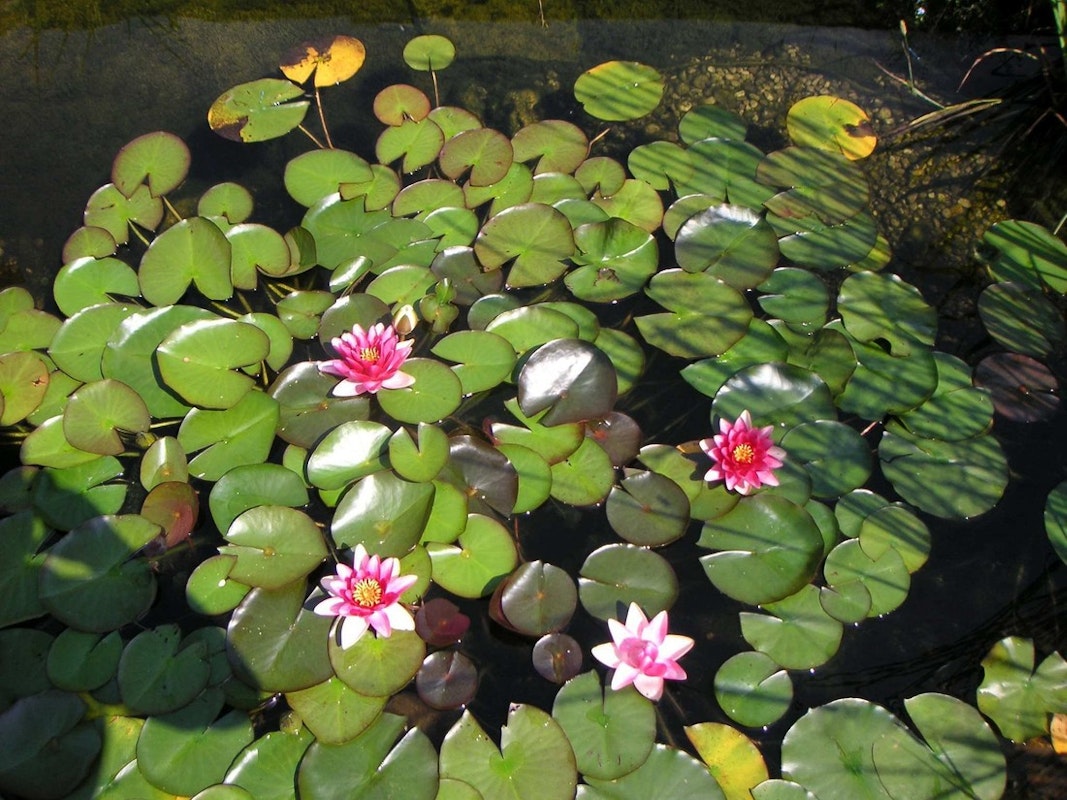 Seerosen auf Teich