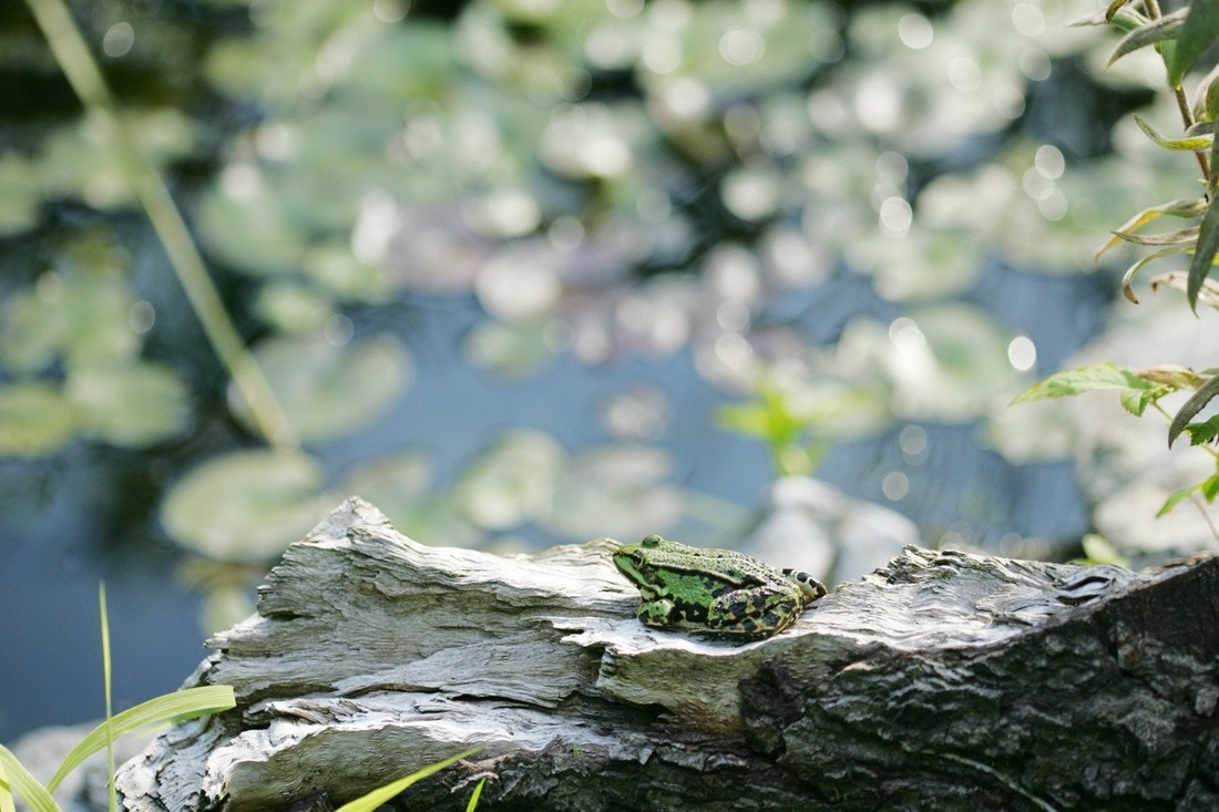 Ein Frosch sitzt am Rande des Teichs.