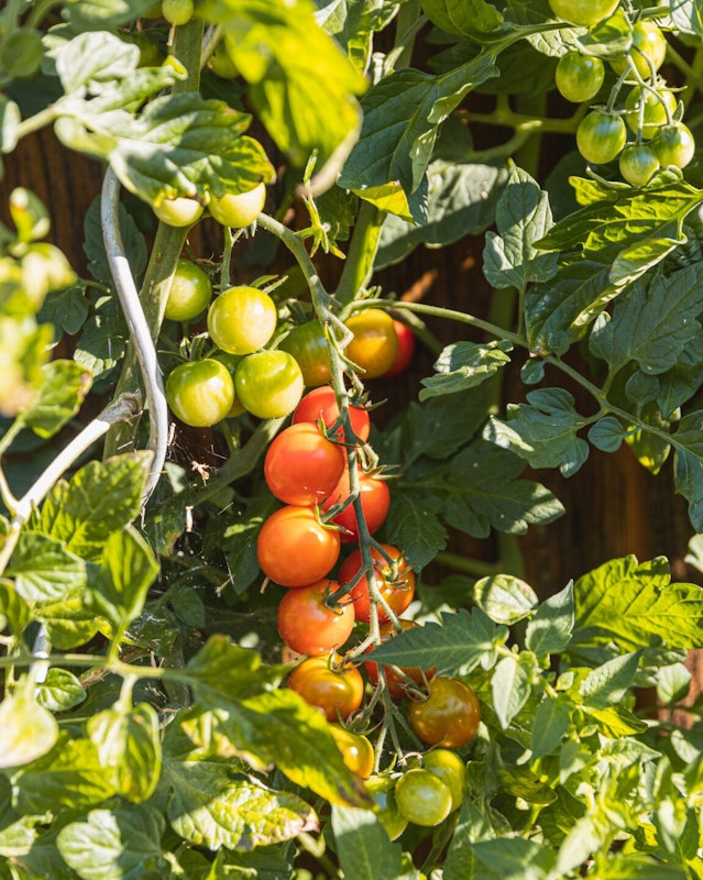 Tomaten im Garten anbauen mit Rankhilfe Tomaten im Garten anbauen mit Rankhilfe