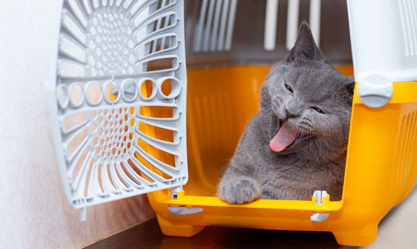 Transportbox – die richtige Lösung für den Katzen-Transport im Auto?