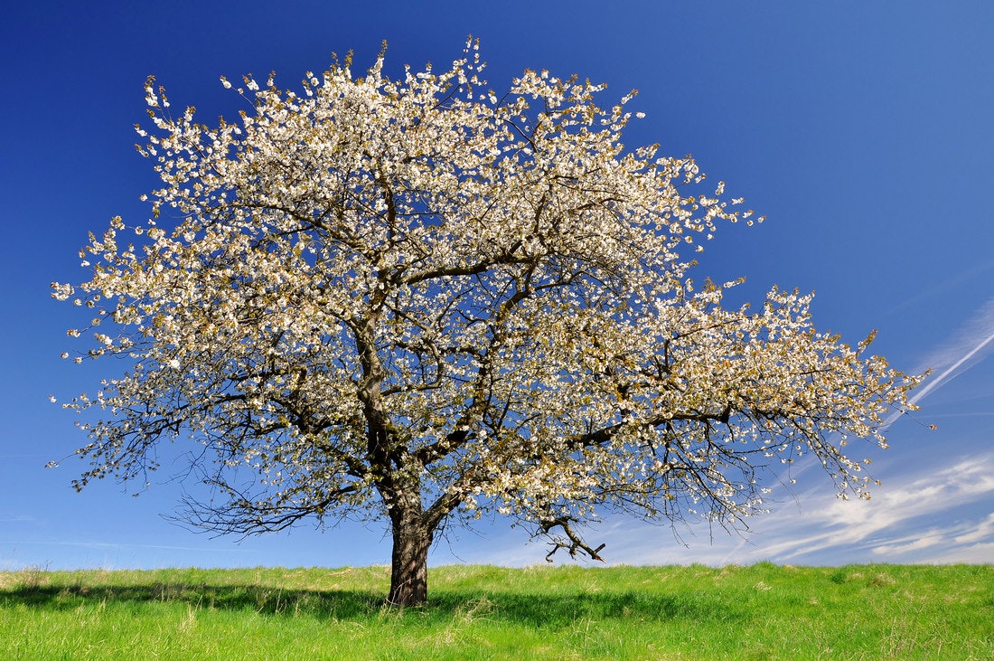 Ein weiß blühender Kirschbaum auf einer grünen Wiese bei Sonnenschein und blauem Himmel