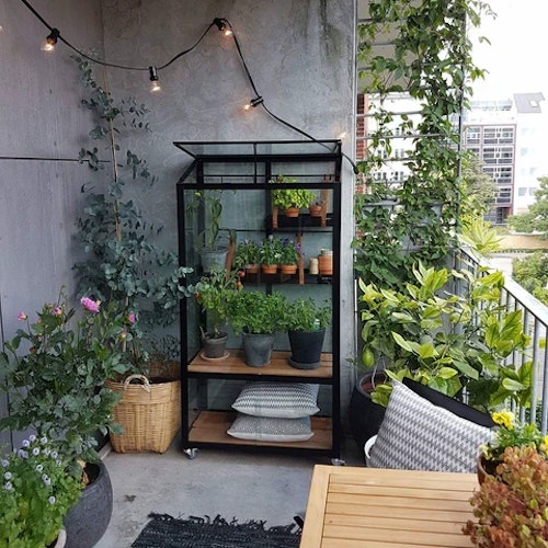 Urban Gardening: Obst und Gemüse auf dem Balkon anbauen