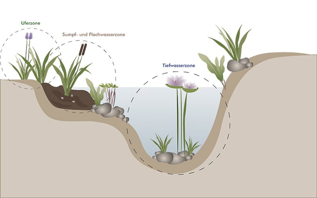 Uferzone, Sumpf- und Flachwasserzone und Tiefwasserzone im Teichquerschnitt erklärt.