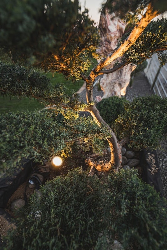 LED Spot zur Beleuchtung eines Baumes im Garten