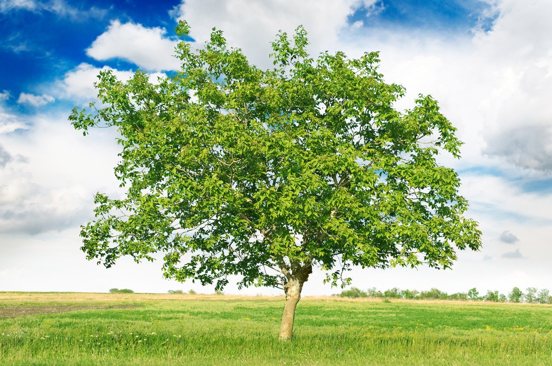 Ein freistehender Nussbaum auf einer grünen Wiese bei schönem Wetter
