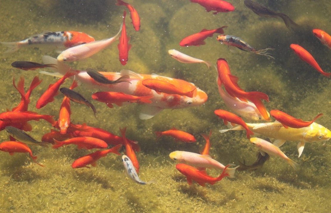 Rote Fische