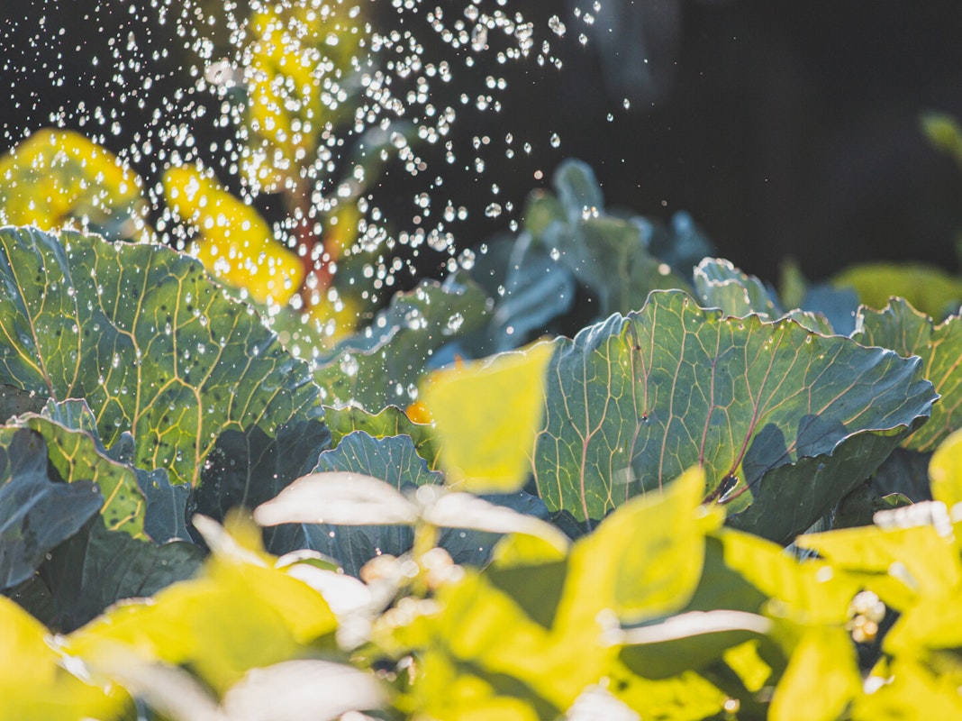 Gartenbewässerung mit Regenwasser Nutzen Sie das gesammelte Regenwasser zur Bewässerung