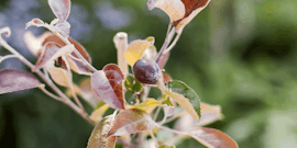 Restberry Pflanzen