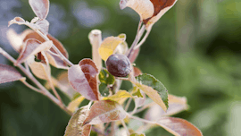 Restberry Pflanzen