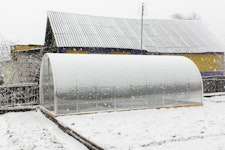 Überwinterung von Kübelpflanzen Bild