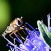 Outdoor-Pflanzen-Set Bees and Butterflies