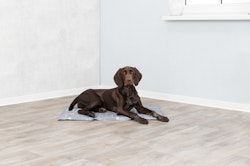 TRIXIE Kühlmatte Soft grau XL/2: 90x60cm