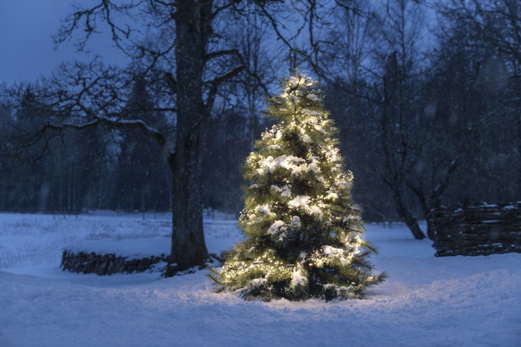 Konstsmide Weihnachtsbeleuchtung  Micro LED Büschellichterkette 2016 warmweiß Dioden