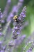 Provence-Lavendel 'Phenomenal' ®Bild