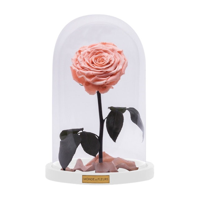 Monde Des Fleurs La Belle Infinity Rose In Apricot